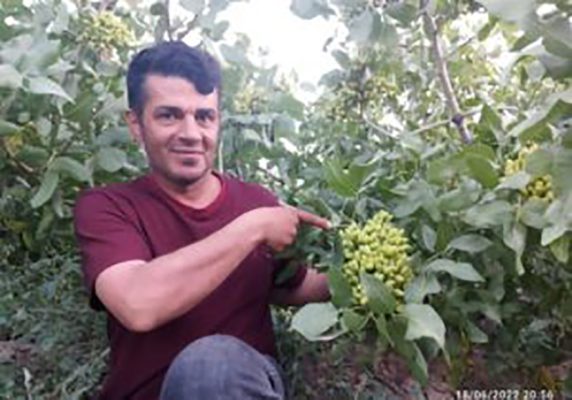 پسته کاری با شعار “هر آذربایجان لی، بیر پوسته باغی”!