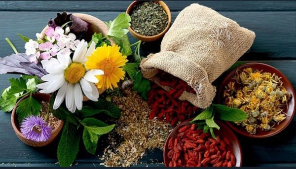 دانشگاه تبریز؛ پل ارتباطی منطقهای برای توسعه گیاهان دارویی و طب سنتی