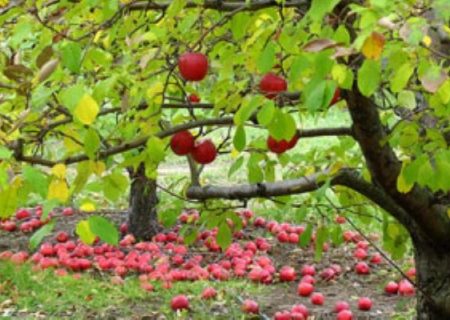 سهم ۳.۵ درصدی آذربایجان شرقی از باغداری کشور/ سهم ۲۵ درصدی در تولید سیب