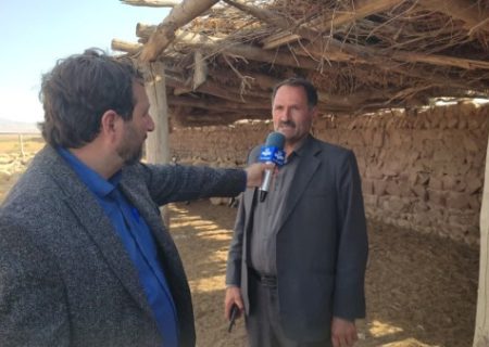 مرند در مسیر ارزش‌آفرینی از گوسفند ماکویی؛ ۸۰ هزار رأس گوسفند ماکویی در یکانات مرند